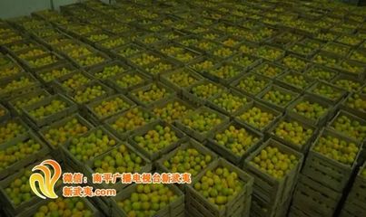 我市全力打響"武夷品牌" 〉助力南平高質量發展!